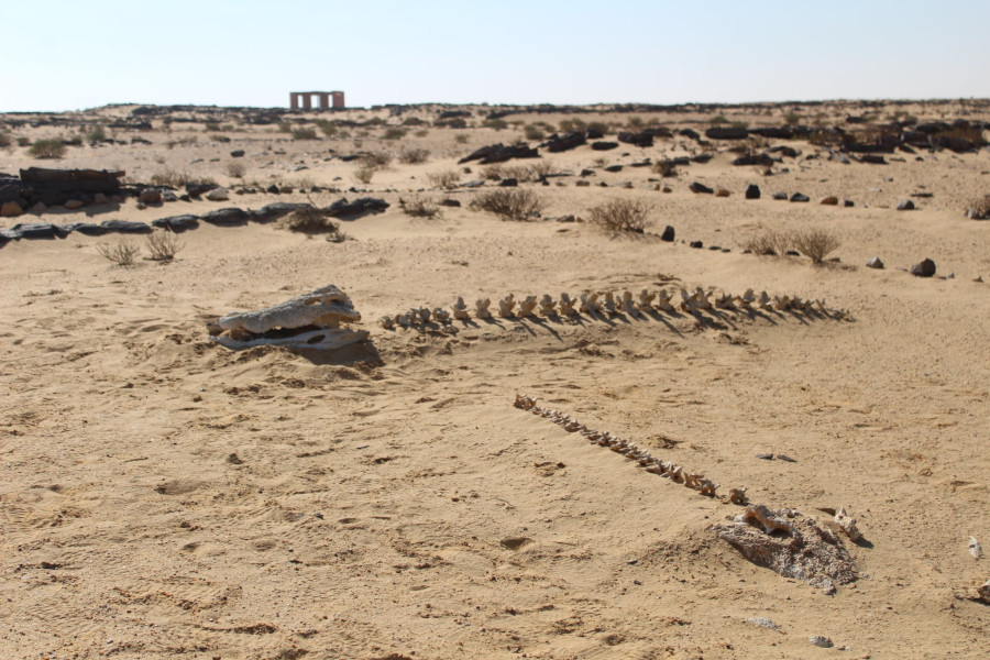 
Whale fossile at Gabal el Qatrani open air museum