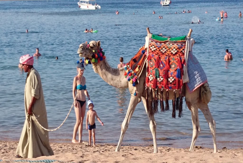 
Enjoy camel riding