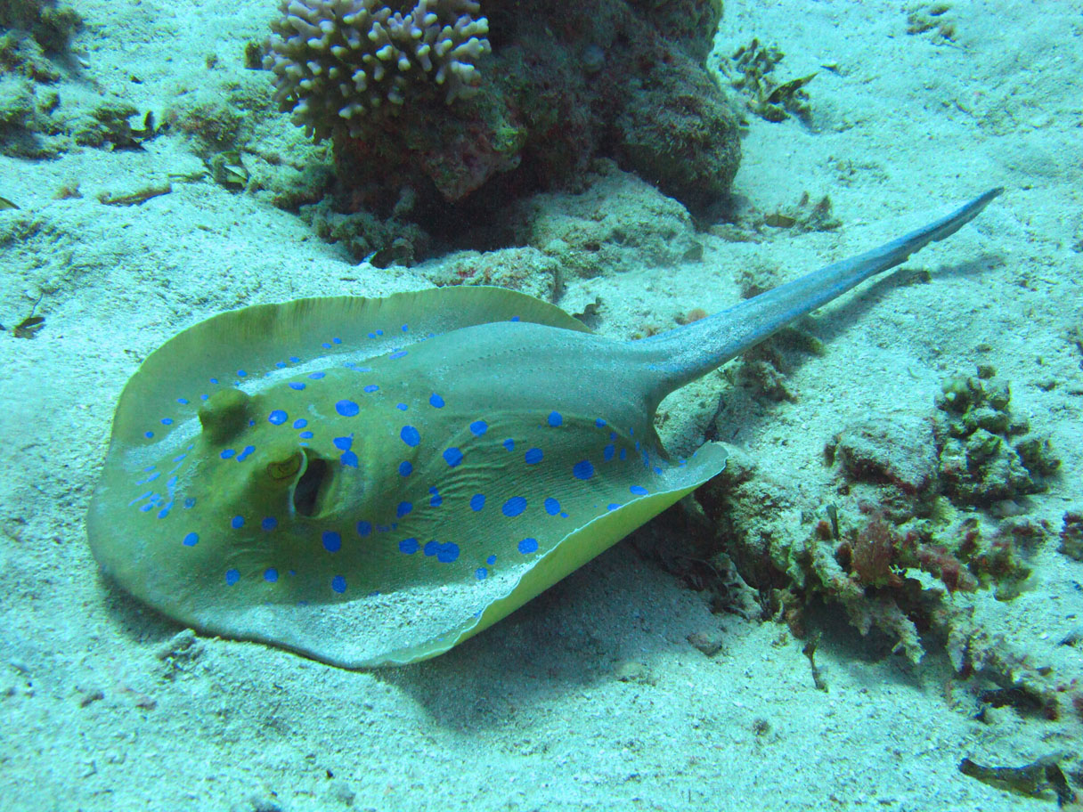 
Blackbacket butterfly fish