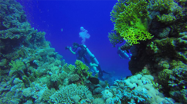 Diving among coral reefs.