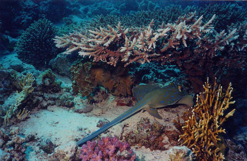 
Red Sea coral reefs