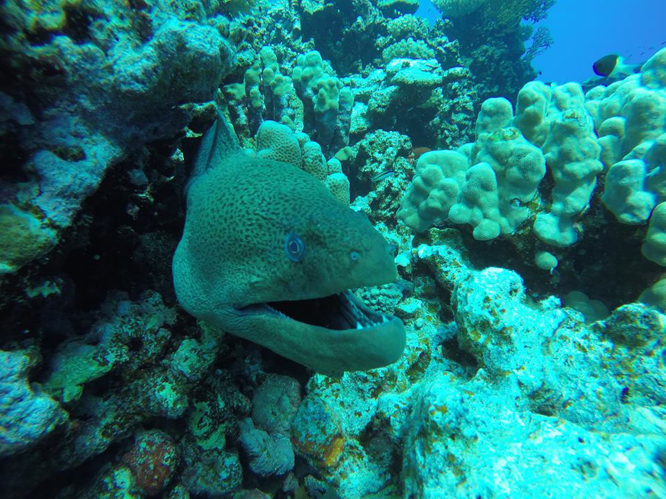 
Giant Red Sea moray fish