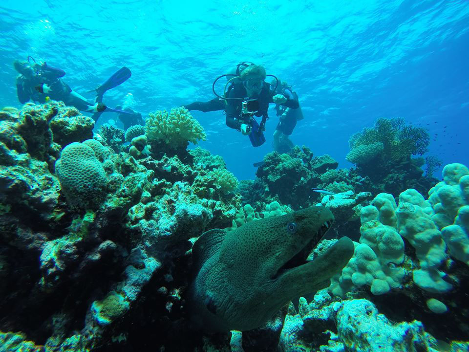 Excursión de iniciación de buceo en Sharm el Sheikh 