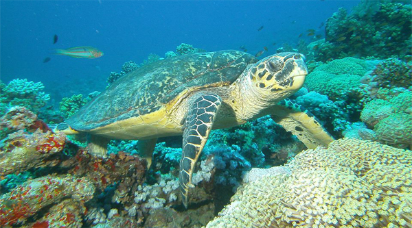 Red Sea turtle.