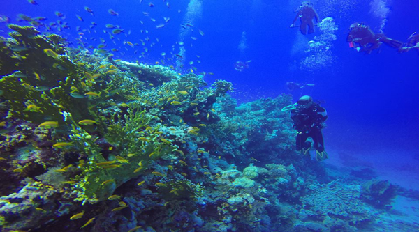 Diving in Ras Mohammed National park.