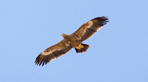 Águila volando 