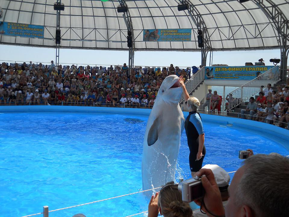 Excursions avec les dauphins à Charm el-Cheikh 