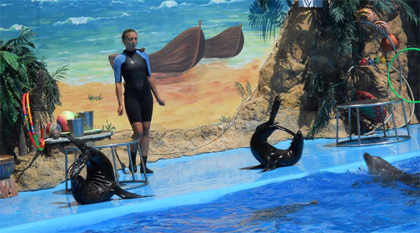 
Sea animal show in Hurghada