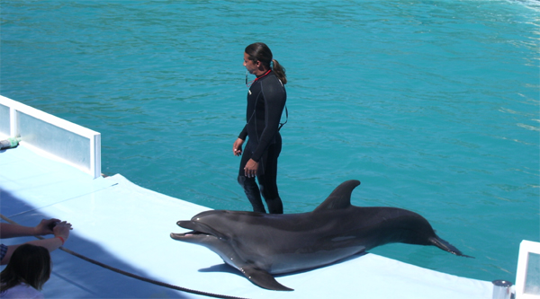 Dolphin in front of spectaculars