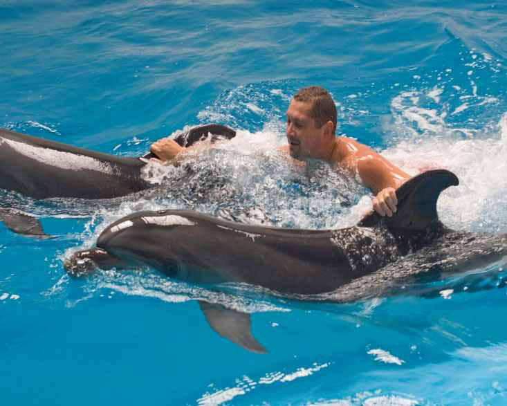 
Swimming with dolphins