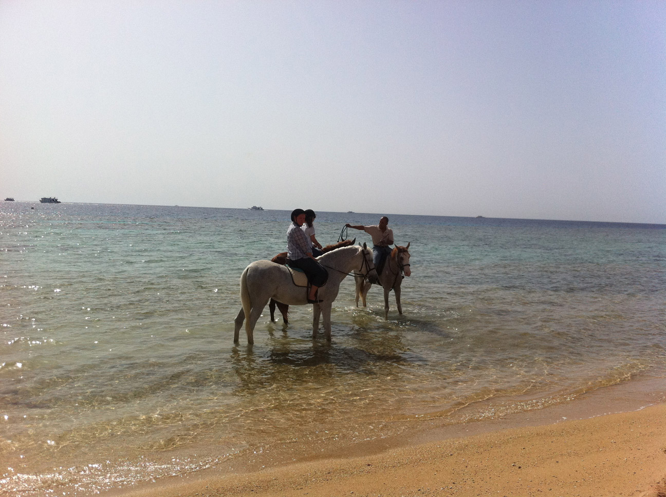 
In sella a un cavallo arabo lungo le spiagge di Sharm el Sheikh
