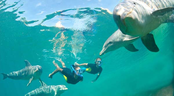 Nadando con los delfines 