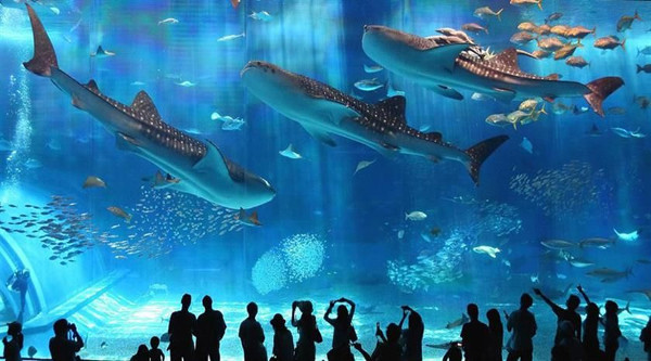 All'interno del Grand Aquarium 