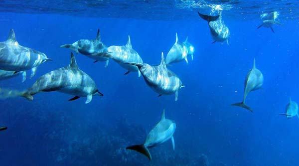 
Visita alla casa dei delfini da Hurghada