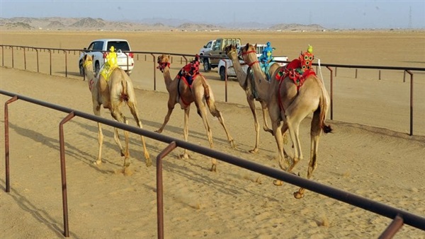 Carrera de camellos en Sharm el Sheikh