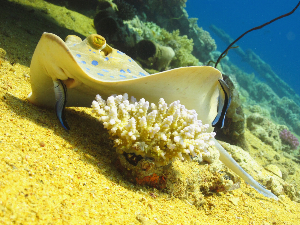 
Diving near Tiran Island 