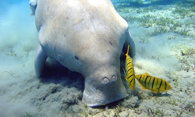 
Diving holidays in Egypt