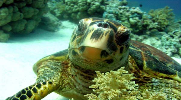 Sea turtle