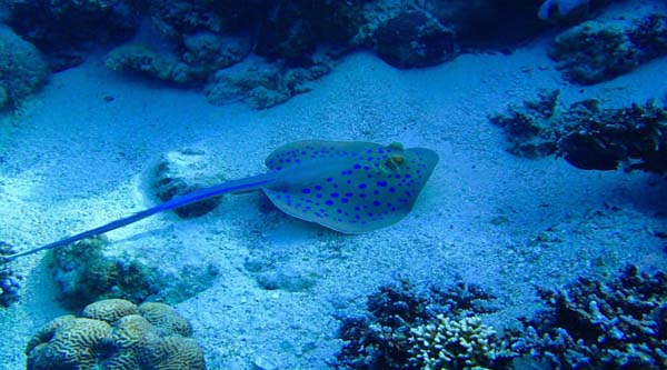 
Stingray fish