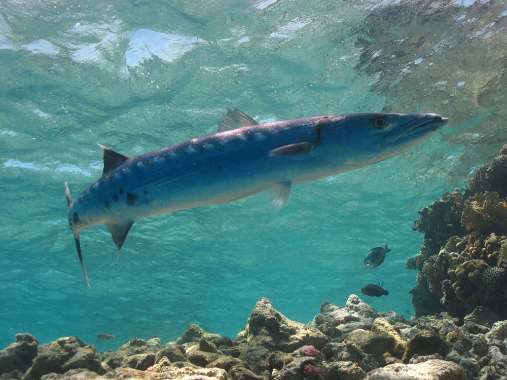 
Dangerous inhabitants of the Red Sea 