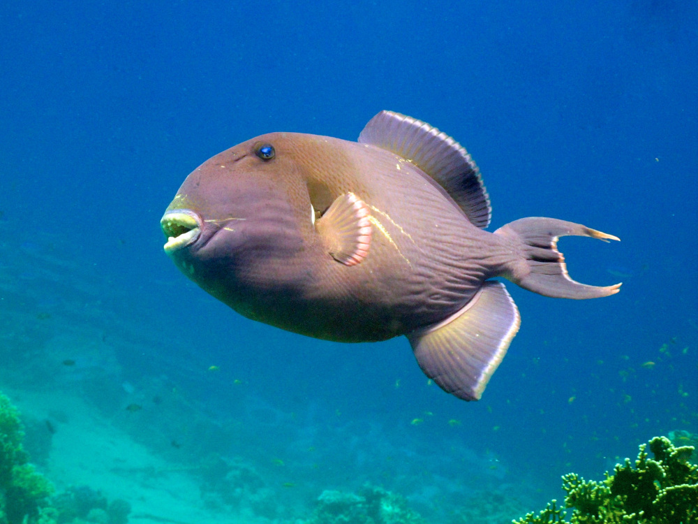 Underwater world of the Red Sea 