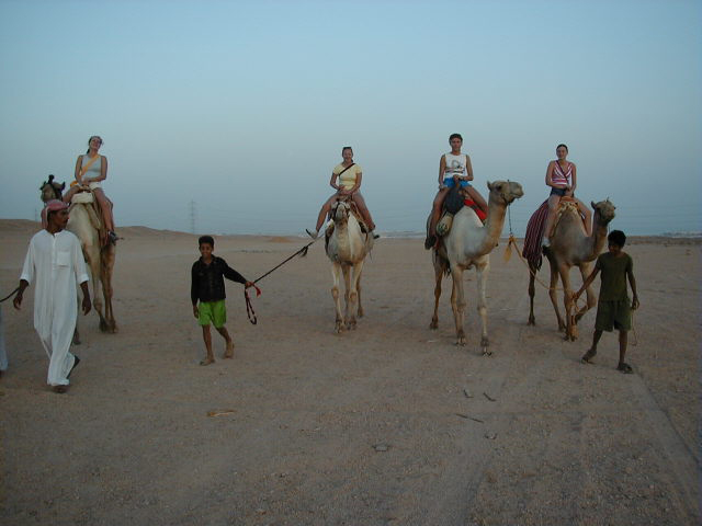  Paseos en camello al atardecer en Sharm el Sheikh