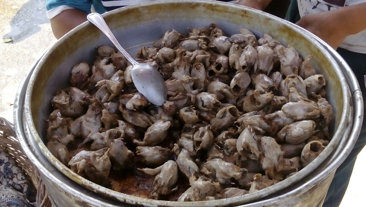 
House Sparrow fried food street in Egypt