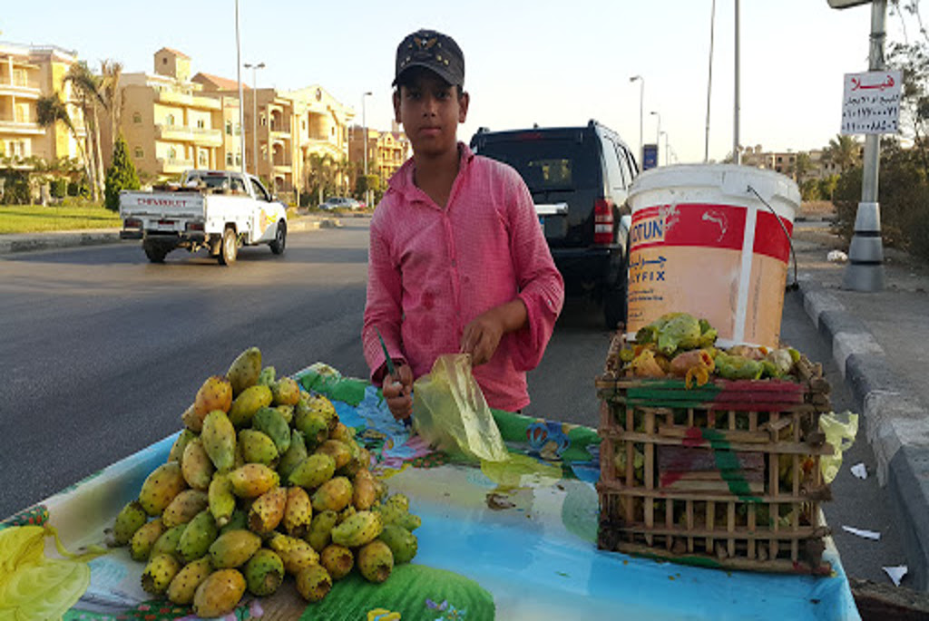 
opuntia or prickly pear in Egypt