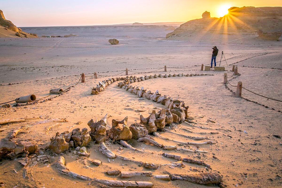 Visite de l'oasis du Fayoum au départ du Caire 