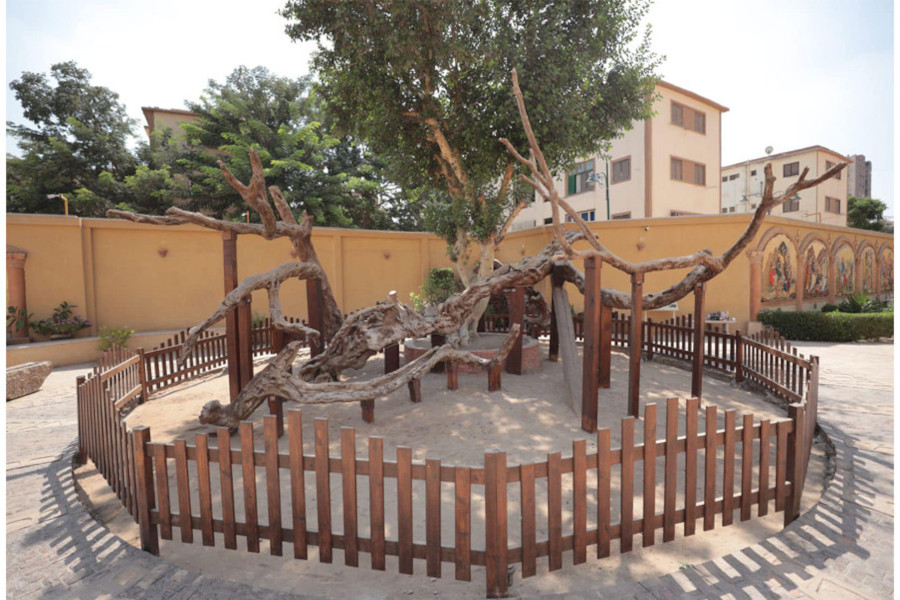 Árbol de la Virgen María en Matarya