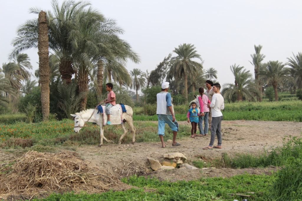 
Tour to Egyptian countryside